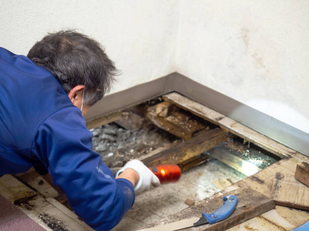 Best Emergency Mold Removal  in Mount Carmel, TN