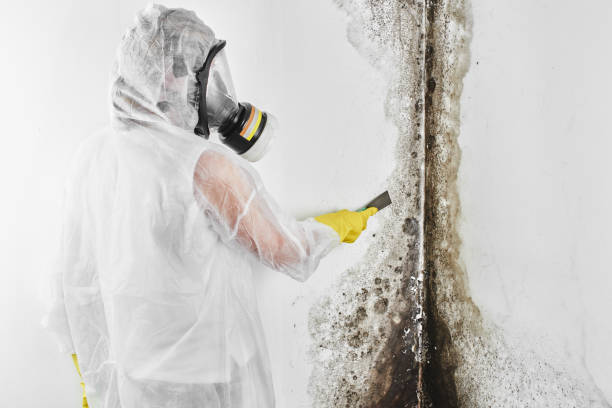 Best Attic Mold Removal  in Mount Carmel, TN