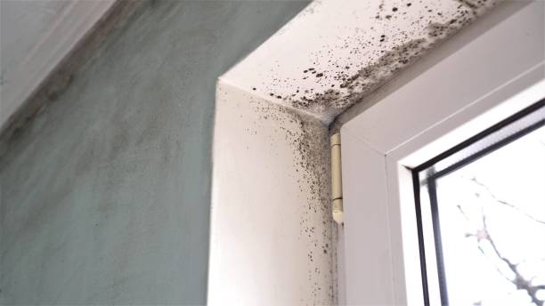 Best Attic Mold Removal  in Mount Carmel, TN