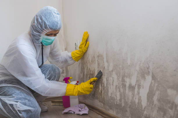 Best Certified Mold Removal  in Mount Carmel, TN
