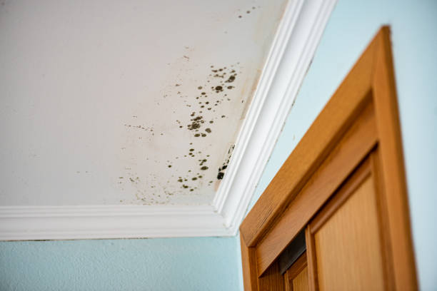 Best Residential Mold Removal  in Mount Carmel, TN