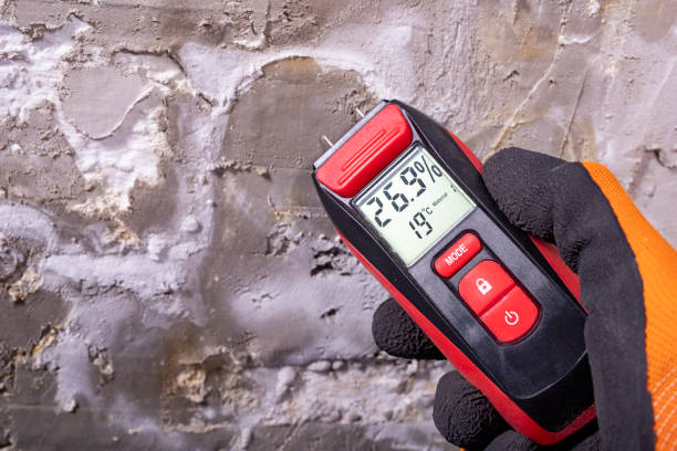 Best Fast Mold Removal  in Mount Carmel, TN