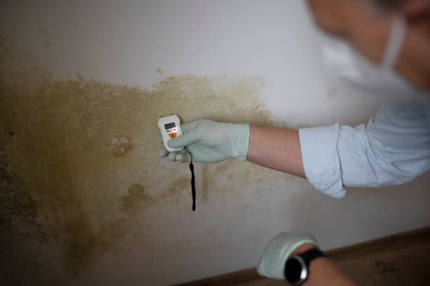 Crawl Space Mold Removal in Mount Carmel, TN