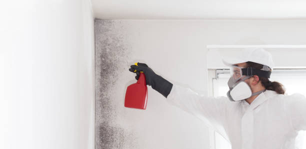 Reliable Mount Carmel, TN Mold Removal Solutions