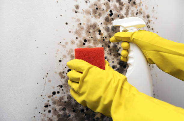 Certified Mold Removal in Mount Carmel, TN