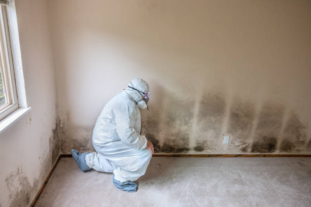 Office Mold Removal Services in Mount Carmel, TN