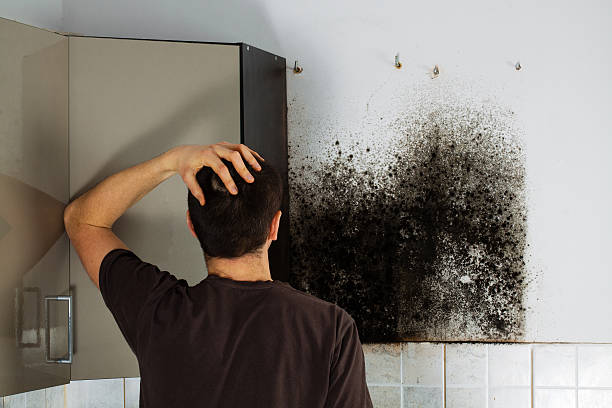 Best Commercial Mold Removal  in Mount Carmel, TN