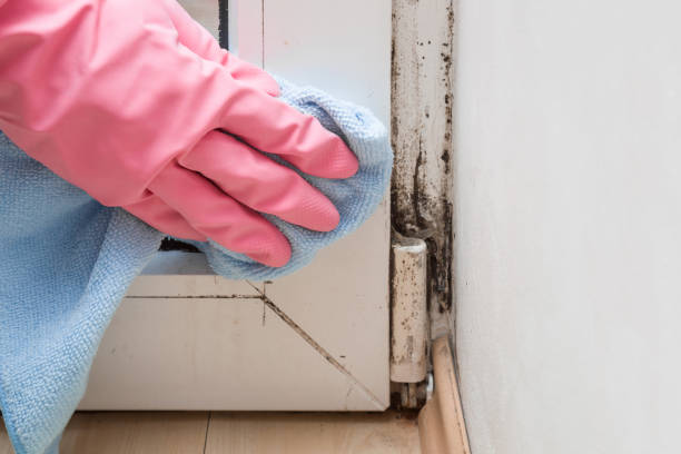Best Local Mold Removal Service  in Mount Carmel, TN